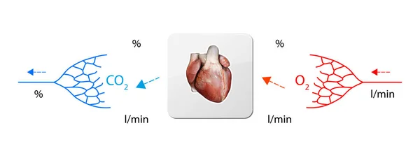 Människans Blodomlopp Hjärta Didaktisk Styrelse Anatomi Blodsystemet Mänsklig Cirkulation Kardiovaskulära — Stockfoto