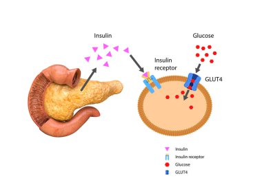 İnsülin metabolizmayı düzenler ve hücrenin glikoz kanalını açan anahtardır, 3d grafik, render, illüstrasyon