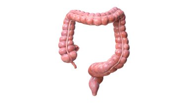 Beyaz arkaplanda kolon anatomisi, 3D görüntüleme, illüstrasyon