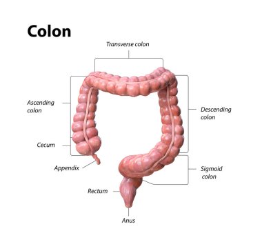 Beyaz arkaplanda kolon anatomisi, kolonun bölümlerinin tanımı, 3D görüntüleme, illüstrasyon