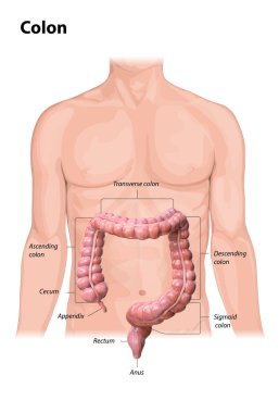 Beyaz arka planda kolon anatomisi, kolonun bölümlerinin tanımı, 3D render, insan vücudu, 2D, illüstrasyon
