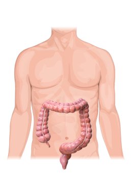 Beyaz arka planda kolon anatomisi, insan vücudu, 2d, 3d canlandırma, illüstrasyon