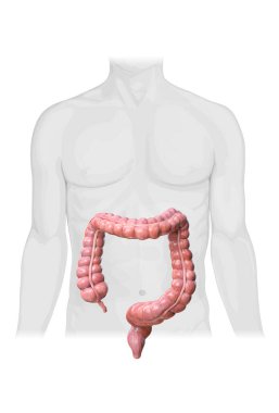 Beyaz arka planda kolon anatomisi, insan vücudu, 2d, 3d canlandırma, illüstrasyon