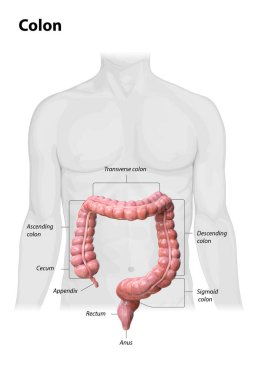 Beyaz arka planda kolon anatomisi, kolonun bölümlerinin tanımı, 3D render, insan vücudu, 2D, illüstrasyon