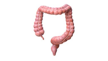 Beyaz arkaplanda kolon anatomisi, 3D görüntüleme, illüstrasyon