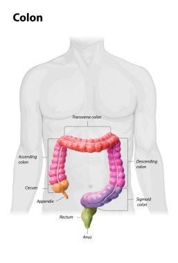 Beyaz arkaplanda kolon anatomisi, kolonun bölümlerinin tanımı, renk parçaları, 3D görüntüleme, insan vücudu, 2D, illüstrasyon