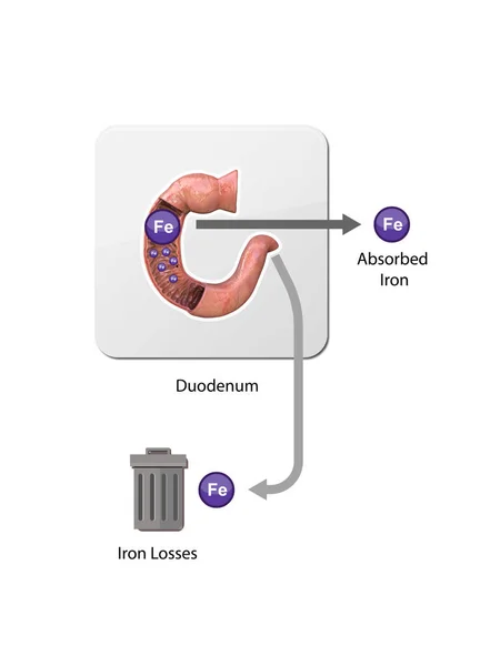 铁代谢 来自肝脏 肠道和脾脏 铁的流通 循环利用 储存和吸收 生儿育女 铁与红血球从骨头移动到血液 3D渲染 — 图库照片