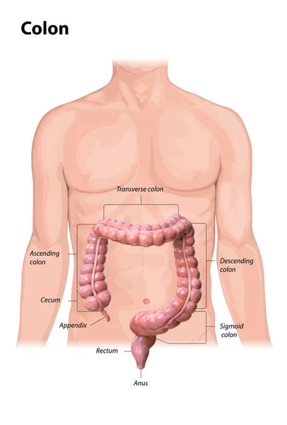 Anatomia Cólon Sobre Fundo Branco Descrição Das Partes Cólon Renderização — Fotografia de Stock