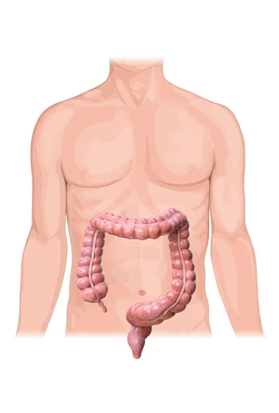 Anatomia Jelita Grubego Białym Tle Ludzkie Ciało Renderowanie Ilustracja — Zdjęcie stockowe