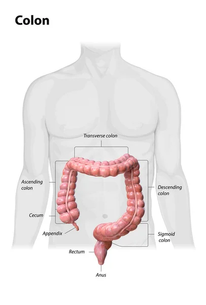 关于白色背景的结肠解剖 结肠部位的描述 3D渲染 — 图库照片