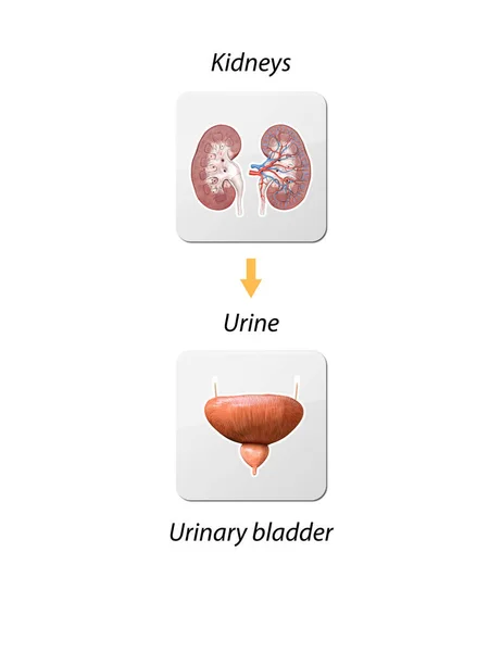 腎臓と膀胱 腎臓アイコン ヒト臓器 フラットデザイン3Dレンダリングイラスト — ストック写真