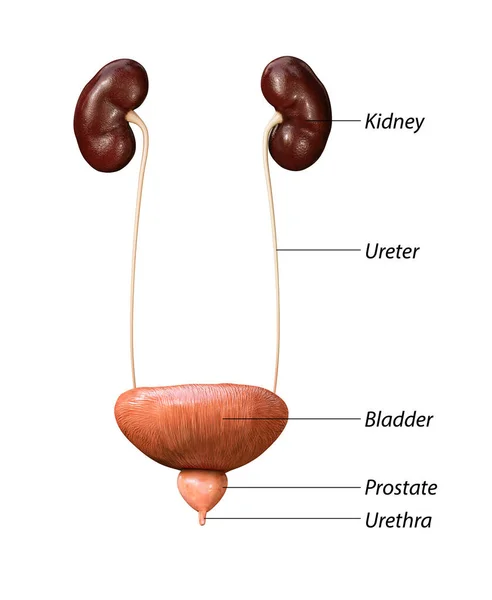 Nieren Blaas Nieren Icoon Menselijke Organen Geneeskunde Behandeling Vlak Ontwerp — Stockfoto