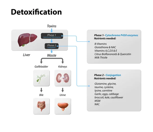 Toxinas Hígado Proceso Desintoxicación Eliminación Entrar Salir Almacenar Toxinas Cuerpo — Foto de Stock