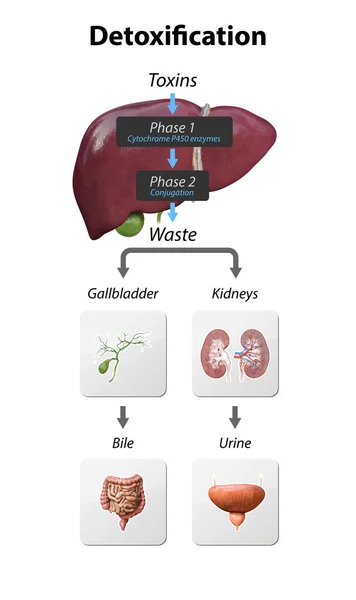 Detox Pathwaysで説明しました 肝臓に毒素を入力してから中和し 腎臓や胆嚢を介して排除します 3Dレンダリング イラスト — ストック写真