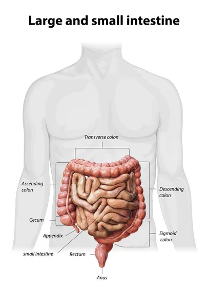 Intestino Grande Piccolo Isolato Bianco Anatomia Del Sistema Digestivo Umano — Foto Stock