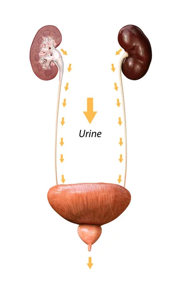 Ilustración Médica Científica Los Riñones Anatomía Vejiga Render Ilustración Gráfica — Foto de Stock