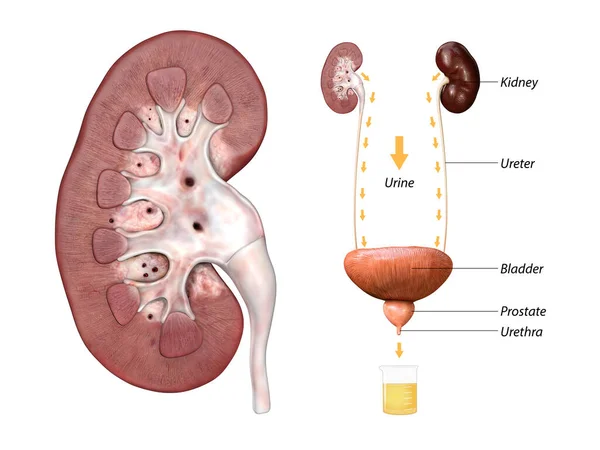 腎臓と膀胱の解剖学的な3Dレンダリングの科学的な医療イラスト 2番目のグラフィックイラスト — ストック写真