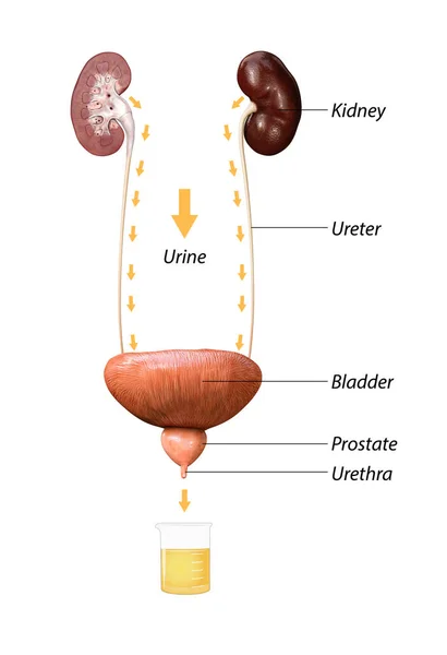 膀胱からの尿のコレクション 膀胱に腎臓から排出尿 腎臓と膀胱の解剖学 3Dレンダリング イラスト — ストック写真