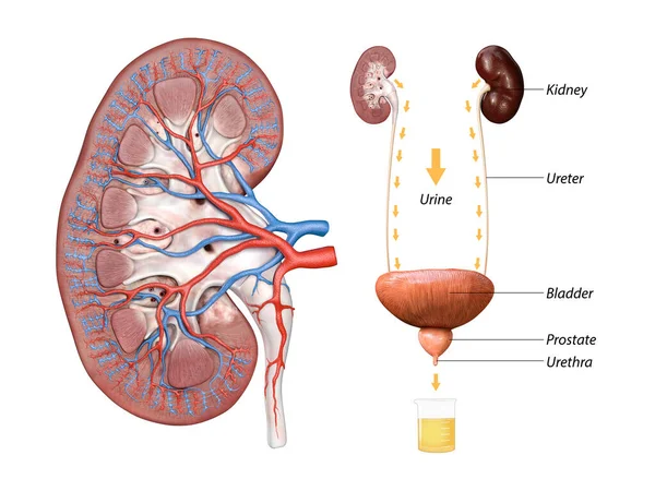 腎臓と膀胱の解剖学的な3Dレンダリングの科学的な医療イラスト 2番目のグラフィックイラスト — ストック写真
