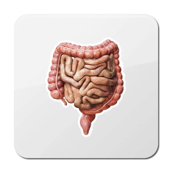 Icona Intestino Grande Piccola Anatomia Del Sistema Digestivo Umano Tratto — Foto Stock