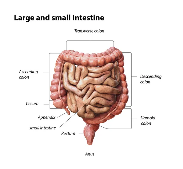 Velké Malé Střevo Izolované Bílém Anatomie Lidského Trávicího Ústrojí Gastrointestinální — Stock fotografie