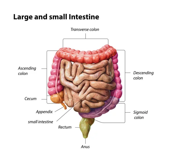 Color Parts Large Small Intestine Isolated White Human Digestive System — Stock Photo, Image