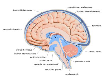 Beyin Merkezi Sinir Sistemi 'nde Serebrospinal Serebrospinal Serebrospinal Serum Diyagramı. Beyin yapısı, 2d grafik, resimleme