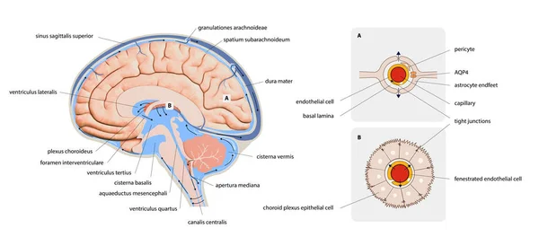 Diagrama Ilustrando Fluido Cerebrospinal Lcr Sistema Nervoso Central Cérebro Estrutura — Fotografia de Stock