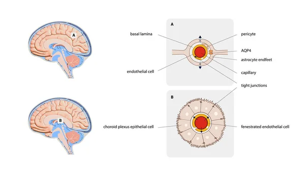 Diagramma Illustrazione Del Liquido Cerebrospinale Csf Nel Sistema Nervoso Centrale — Foto Stock