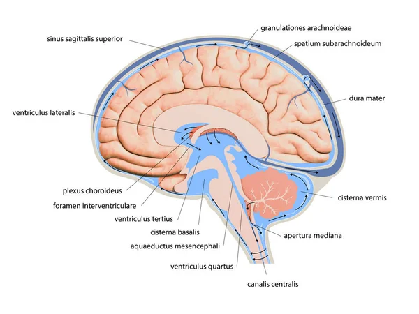 Diagram Illustrating Cerebrospinal Fluid CSF in the Brain Central Nervous System. Brain structure,2d graphic, illustration