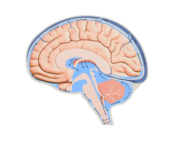 Diagramm Zur Darstellung Der Liquorflüssigkeit Zentralen Nervensystem Des Gehirns Gehirnstruktur — Stockfoto