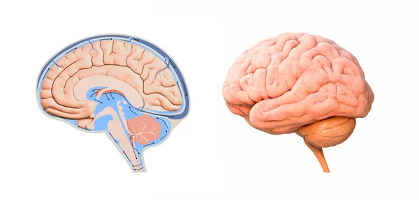 Diagrama Secção Transversal Cérebro Humano Render Ilustração — Fotografia de Stock