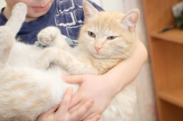 Gato en los brazos del niño — Foto de Stock