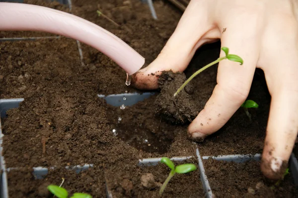 Mand hænder plantning tomat kimplanter - Stock-foto