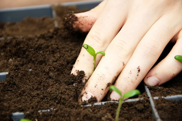 Ecological sadzenie kiełki — Zdjęcie stockowe