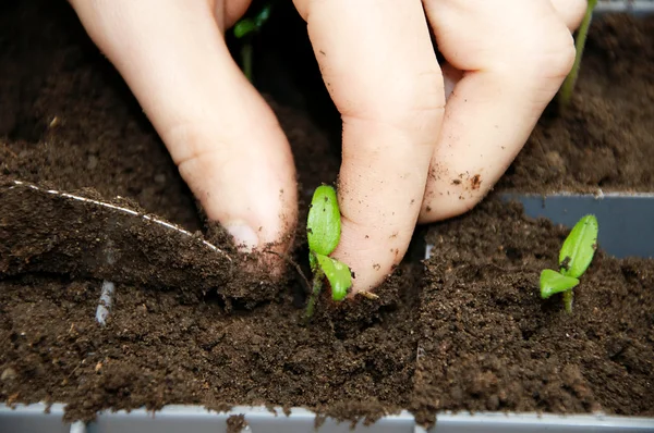 Green young sprout seedling — Stock Photo, Image