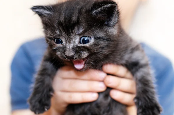 Masticar gatito — Foto de Stock