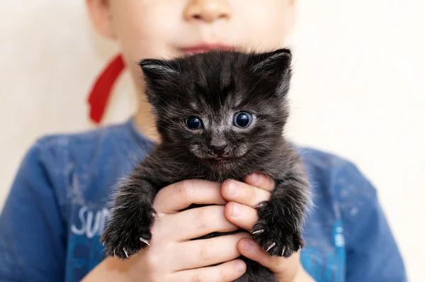 Pequeño retrato de gatito negro — Foto de Stock