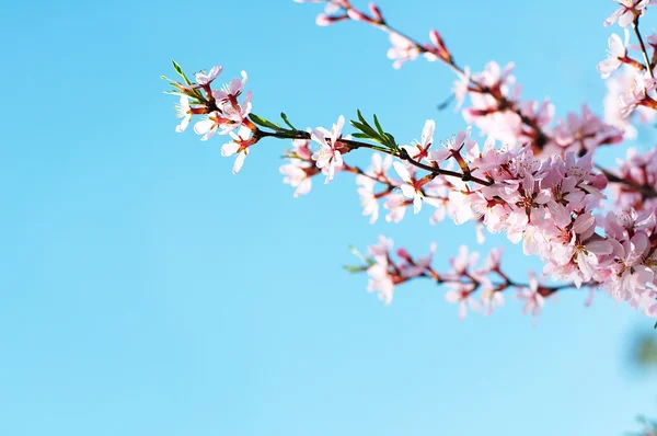 Cherry tree branch — Stock Photo, Image