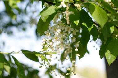 bahar çiçek açması kuş kiraz ağacı