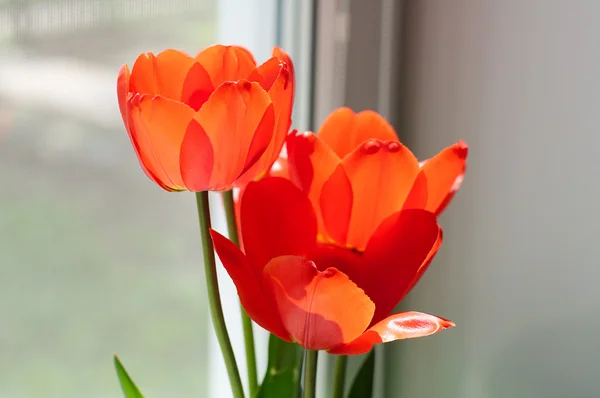 Several blooming red tulips flowers — Stock Photo, Image