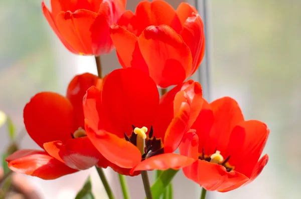 Red tulips flowers in bouquet — Stock Photo, Image