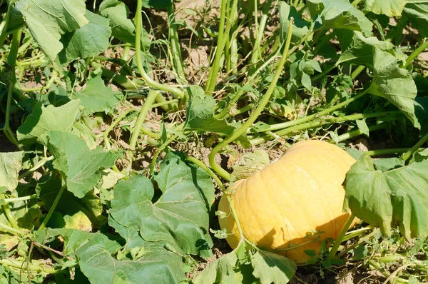 Ripe pumpkin on a field ready to be harvested — Stock Photo, Image