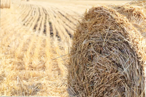 Sheaf of hay closeup — Stock Photo, Image