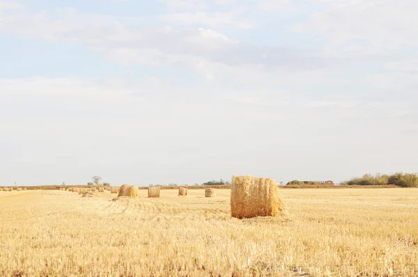 Paysage Hayfield par temps ensoleillé — Photo