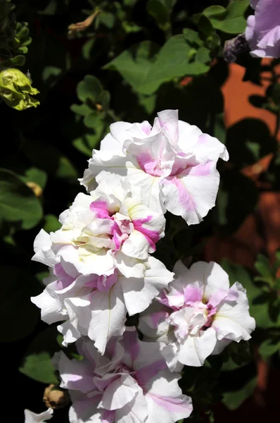 Petunia rosa y blanca floreciendo —  Fotos de Stock