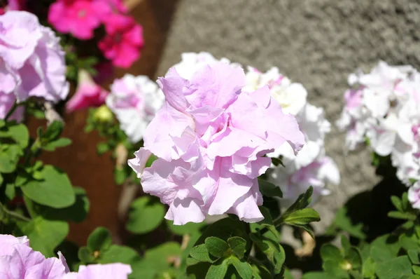 Rosa Petunia gäng blommande — Stockfoto