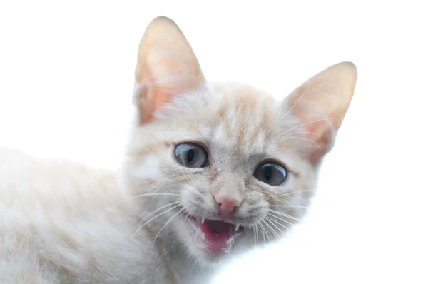 Ginger gato retrato depredador maullando — Foto de Stock