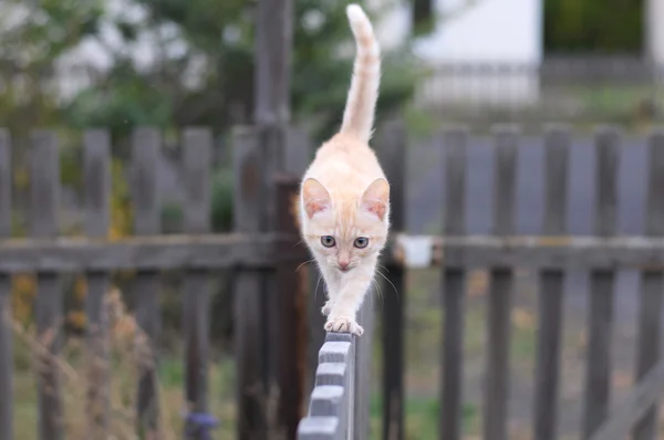 Chat roux marchant sur une clôture en bois — Photo