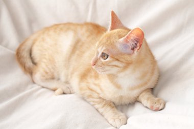 Ginger cat battaniye Tarih